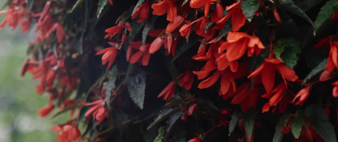 A close view of a wet flowering bush with red blossoms in the daytime