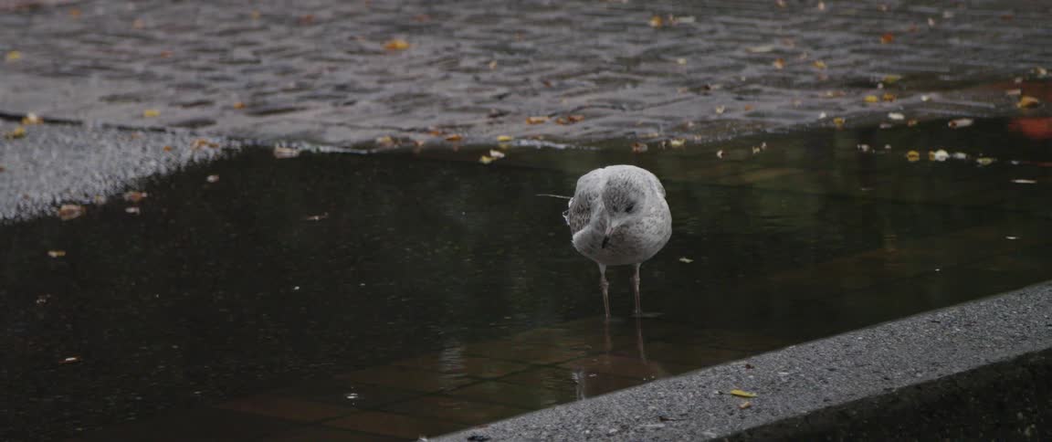 A bird drinks water from a puddle on a sidewalk during the day