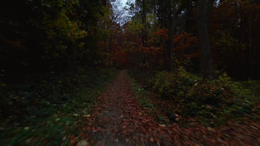 A path in a forest covered in fall leaves