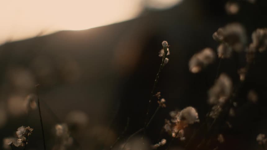 Plants move in the breeze as the sun sets in the distance