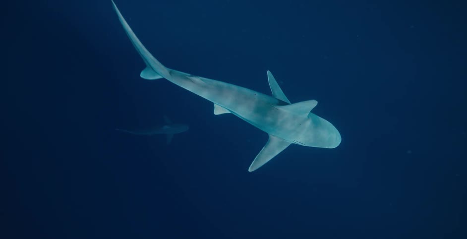 A shark swims upward underwater