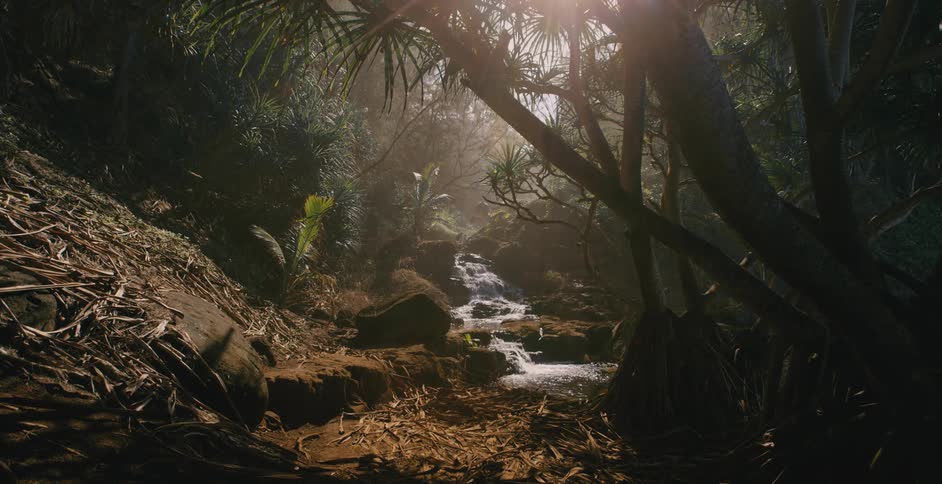A stream is flowing through a dense forest during the daytime