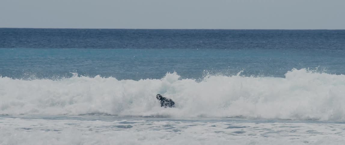 Surfer with long hair and wetsuit rides on wave