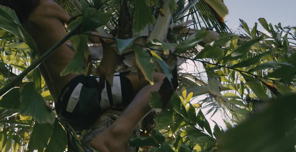 A man wearing shorts is climbing a palm tree