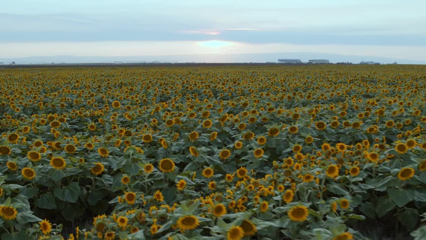 Subtle orbit around tall sunflowers growing on fertile farmland as the morning sun rises in the distance