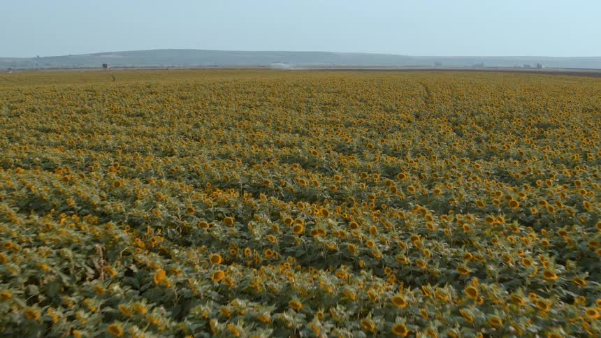 Descending low over a field of cultivated sunflowers under blue sunny skies