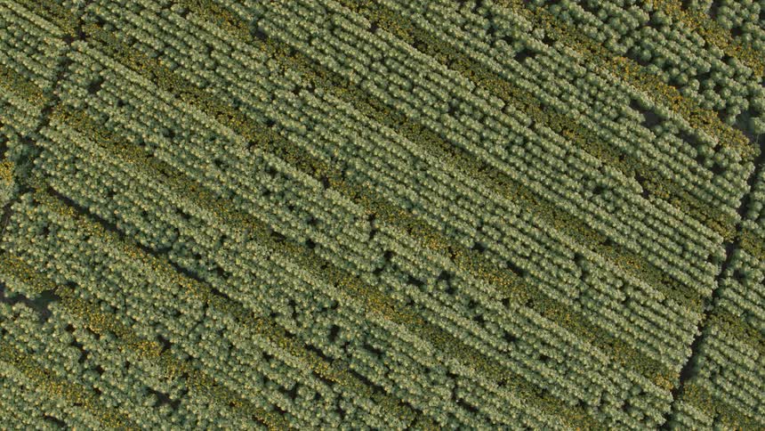 Top down descent over alternating rows of mature sunflower plants