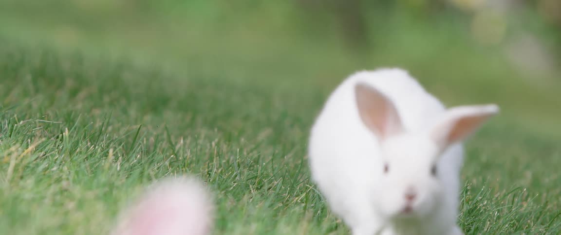 A white rabbit is hopping across the grass