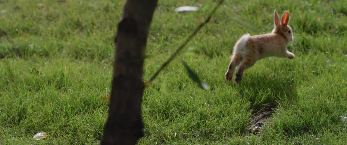 Brown small rabbit jumps on green grass in the field
