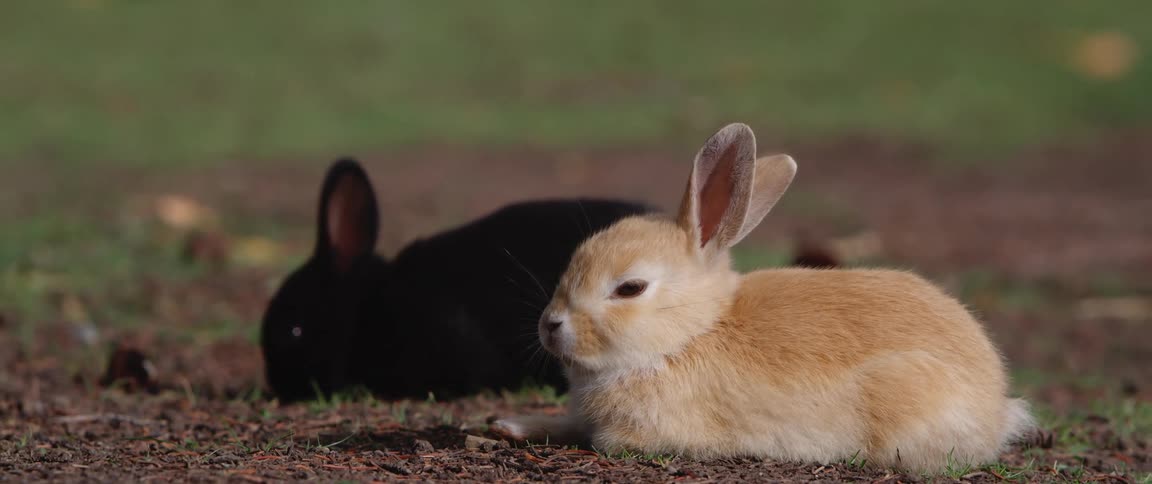 Two bunnies relaxing on a dirt patch outdoors