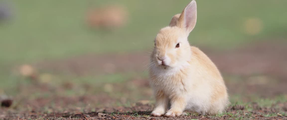 A rabbit is standing outside in the dirt