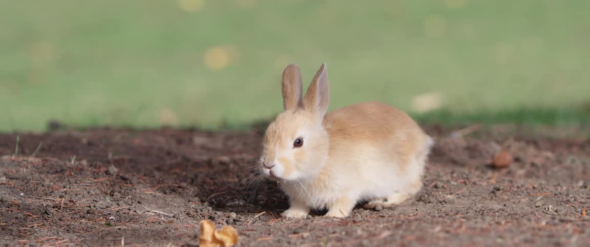 A gray bunny rabbit hops away leaving a blonde bunny behind