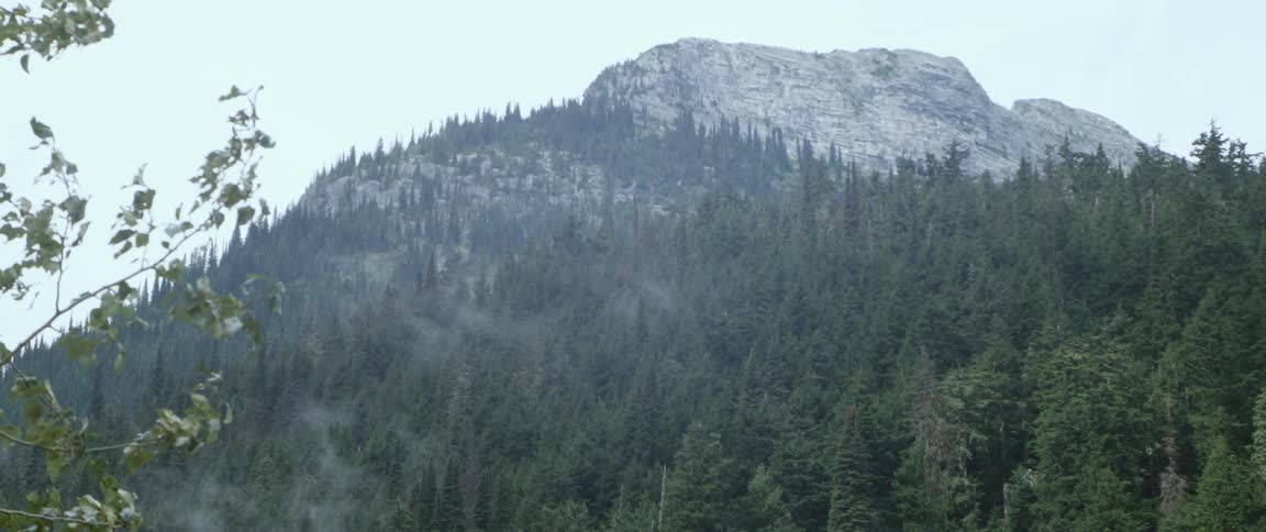 Pine tree forest growing on the slopes of a rocky mountains
