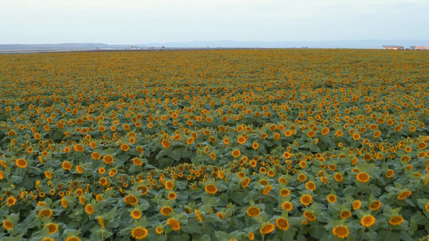 Millions of sunflowers grow on fertile farmland bathed in early morning light