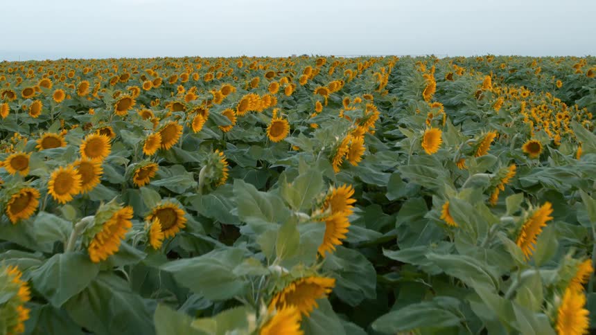 Skimming low over the tops of young sunflower heads as they prepare to track with the morning sun
