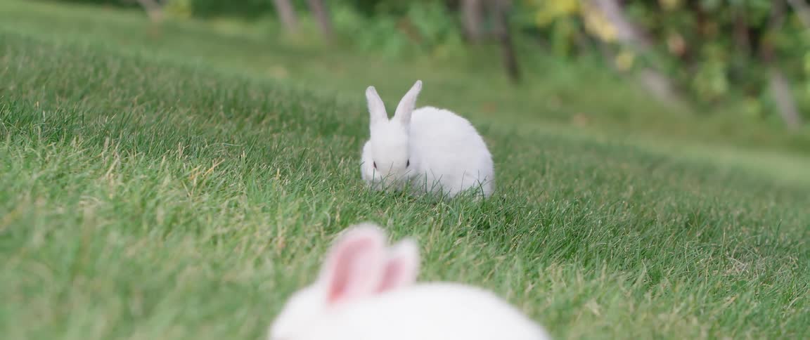 White small rabbits graze on grass on lawn