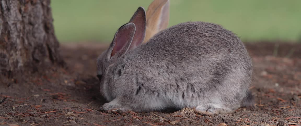 Rabbits chilling on a patch of dirt next to a tree