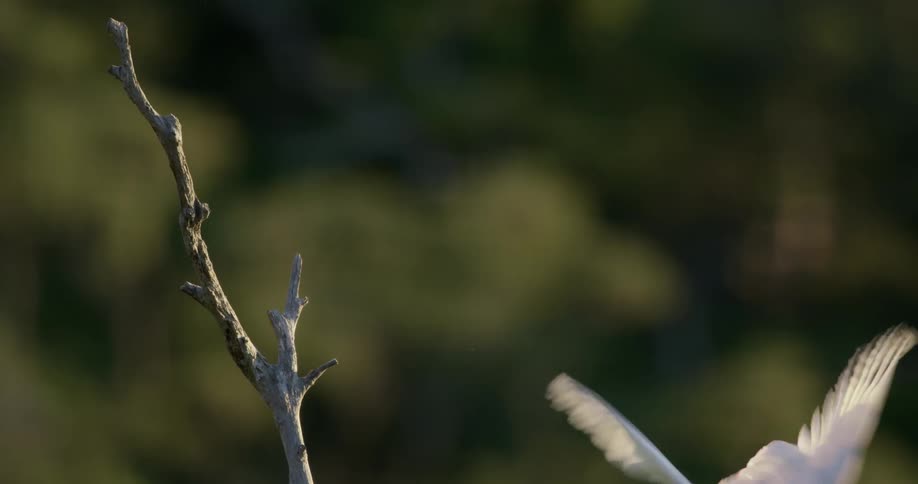 A white cockatoo bird is perched on a branch and then flies away