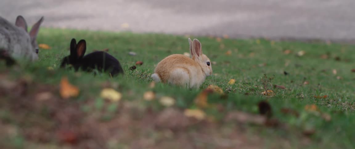 Three bunnies sit on the grass together