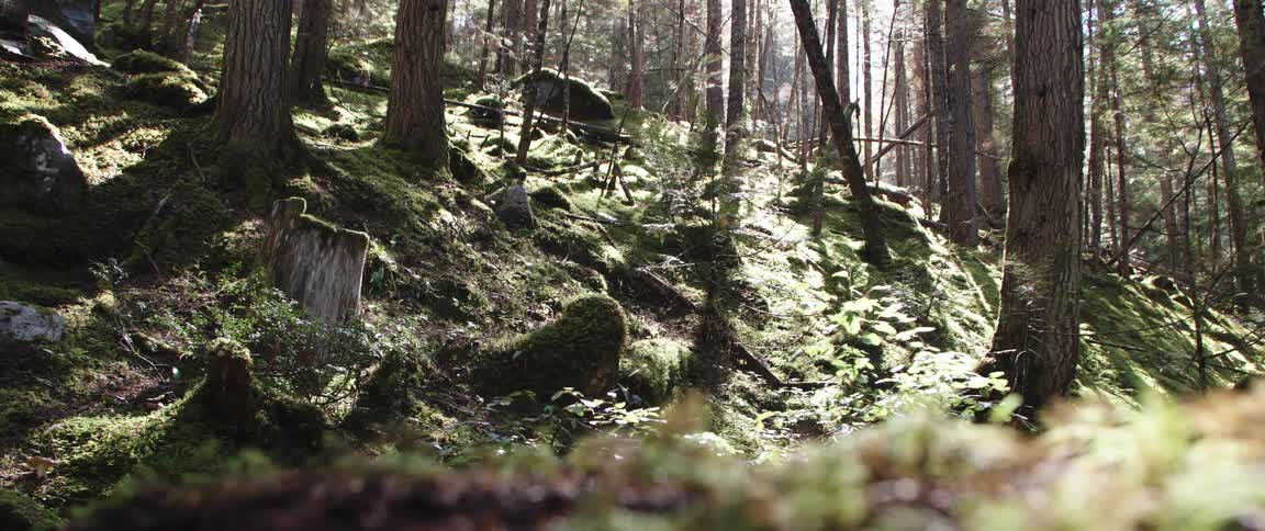 The sun shines through trees in green forest