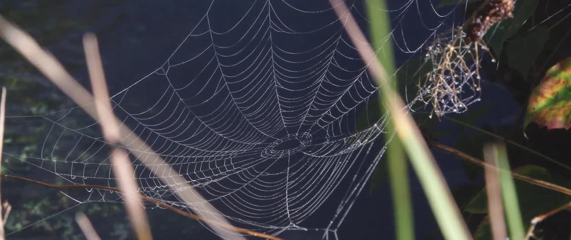 A spiderweb blows in the breeze above a river