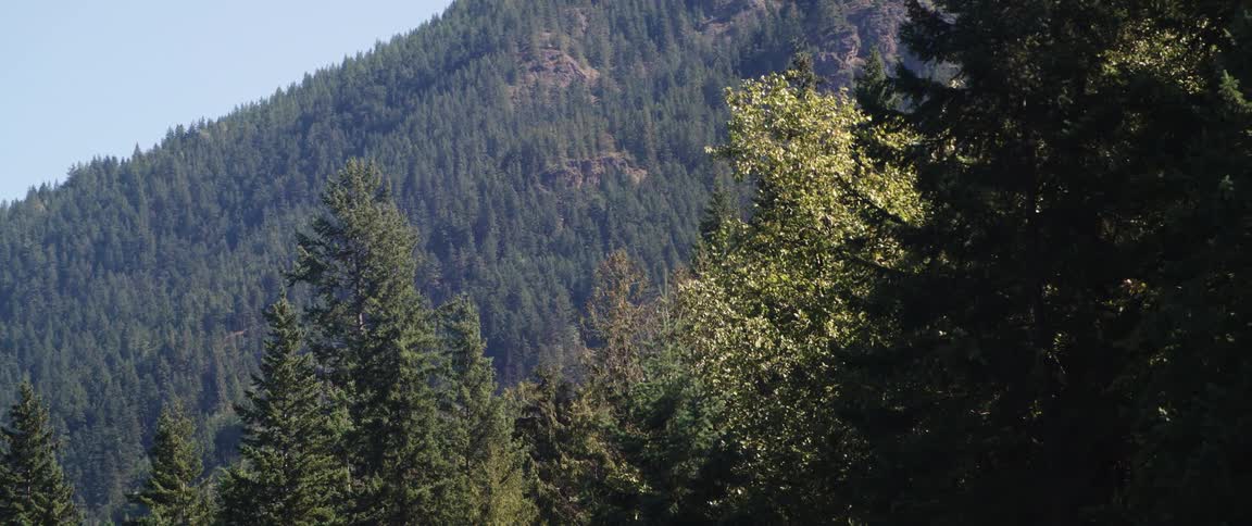 The mountains is covered in dense forests
