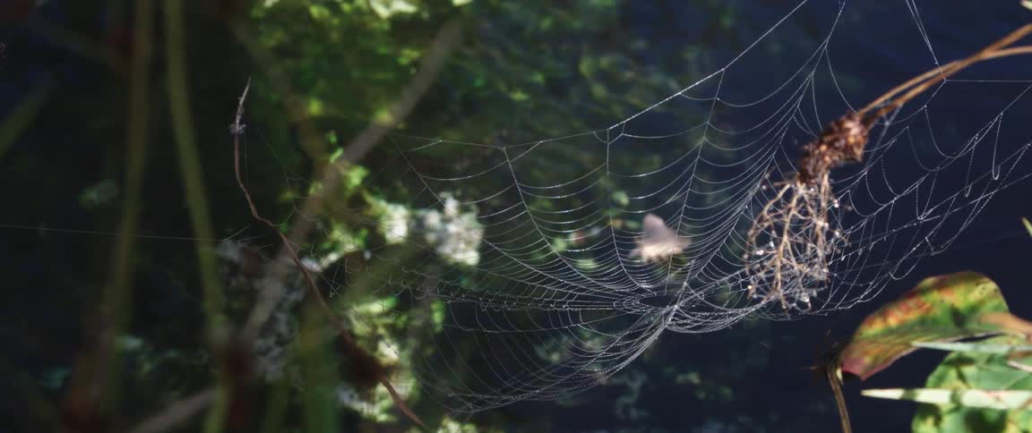 Spiderweb waves in the wind as ripples flow across water underneath