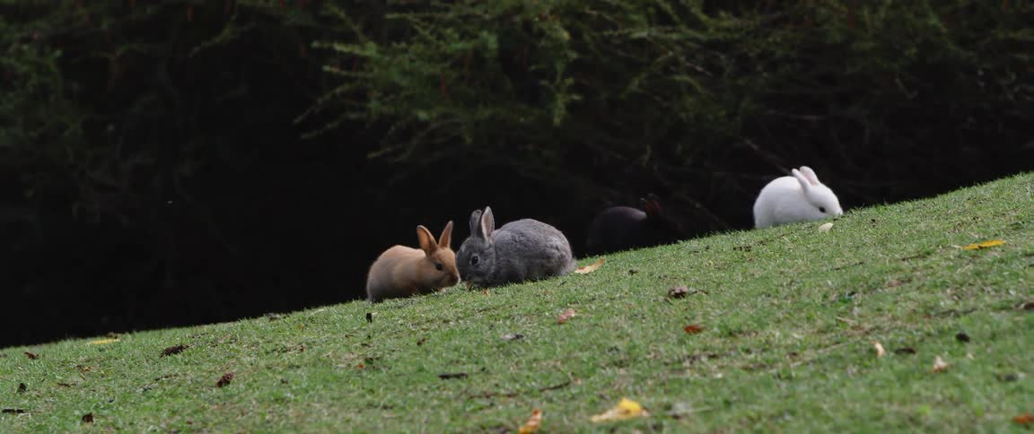 Three bunnies are outdoors eating grass in spring