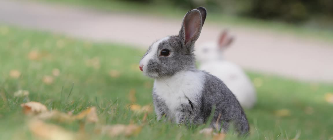 Rabbits are sitting in the grass looking around