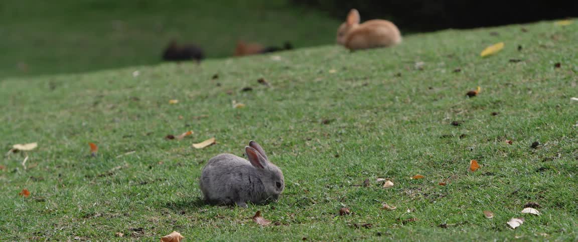 Rabbits are sitting in the grass on a hillside