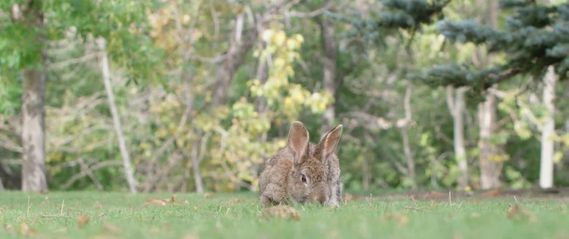 A rabbit is outside in a yard with trees around