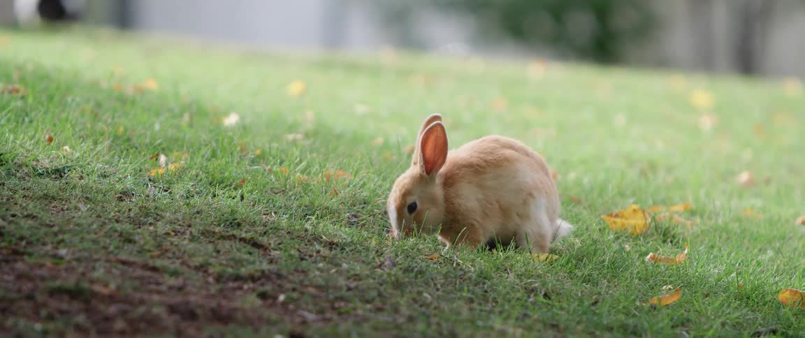 Small brown rabbit feeding on the grass in a park close to people walking dogs