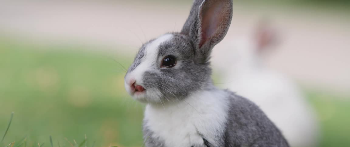 Gray and white rabbits stand on lawn
