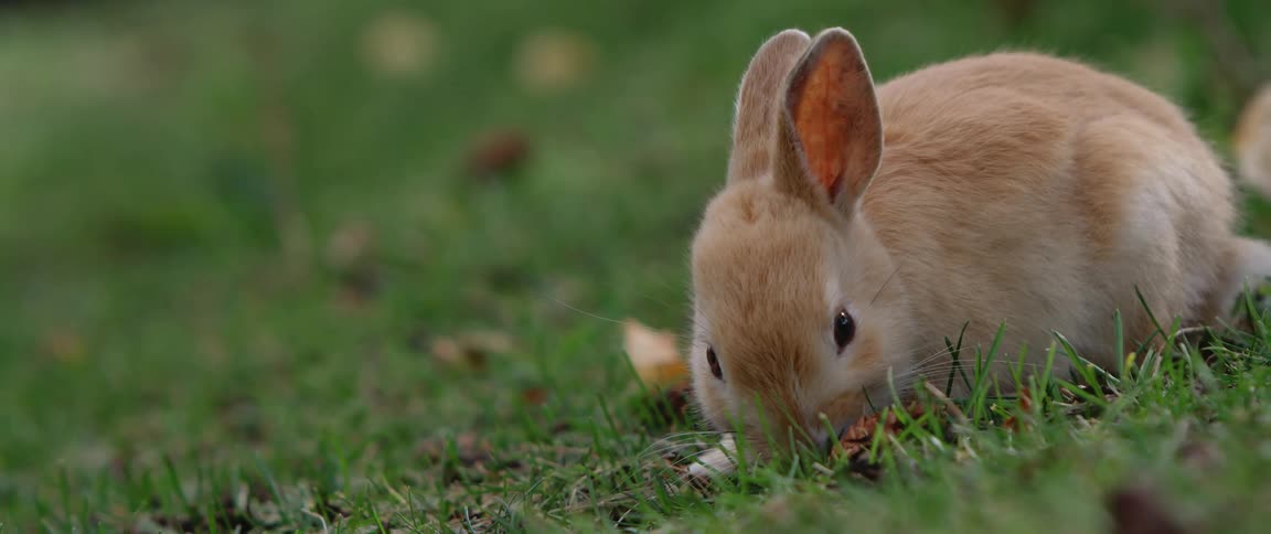 Brown small rabbit grazes on grass on lawn