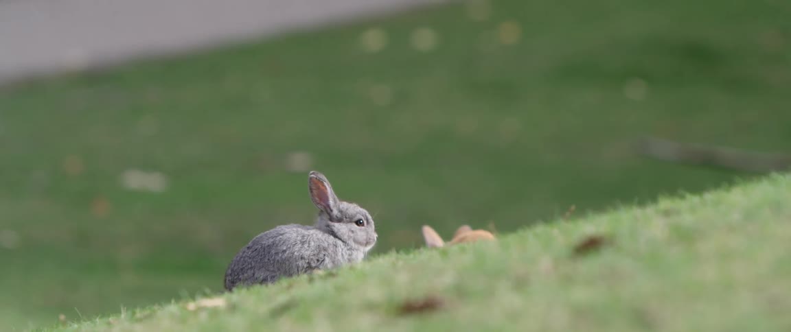 Two rabbits are sitting on a grass covered hill