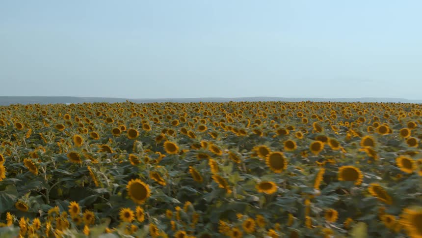 Traverse above a sunflower field against a clear blue sky