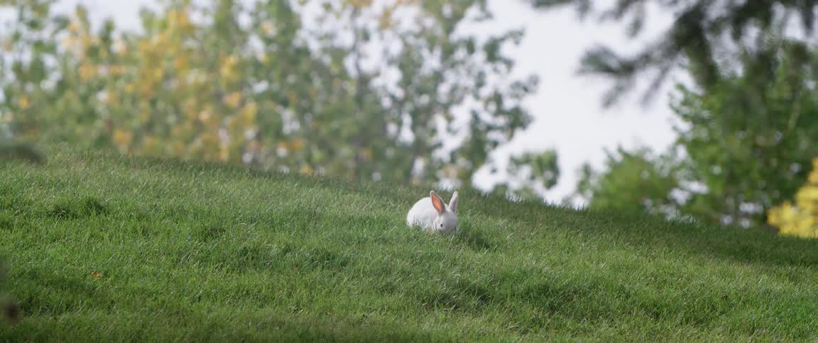 A white rabbit is eating in a field of green grass with trees in the distance
