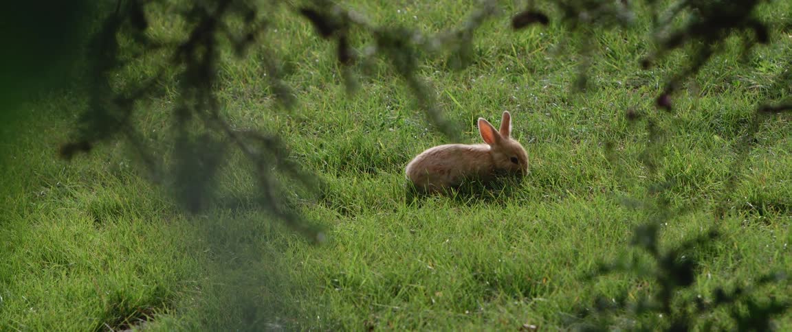 Small brown bunny eats grass in field near trees