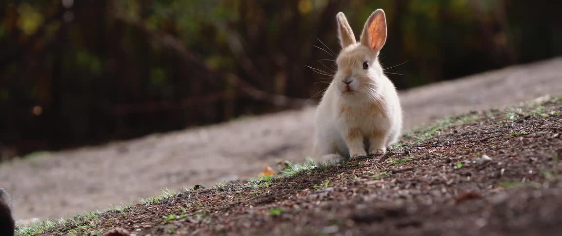 A rabbit is standing outside in the dirt looking around