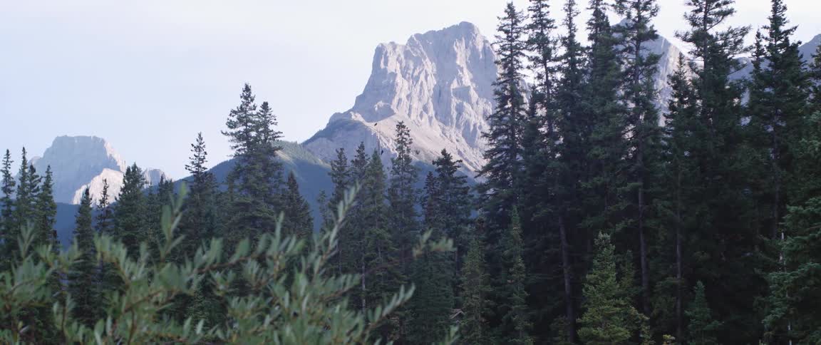 Aerial view of a forest near a mountain range is displayed