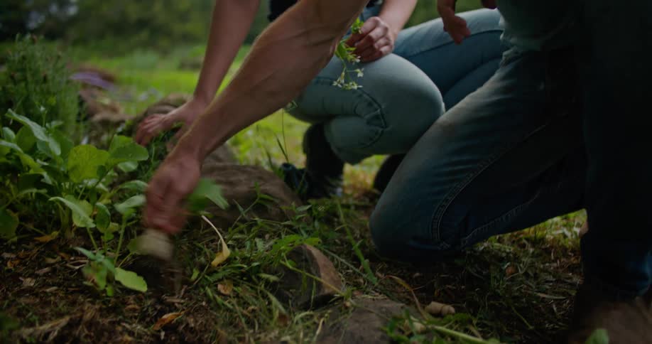 A man and woman kneel beside a garden area and pull a vegetable out of the ground