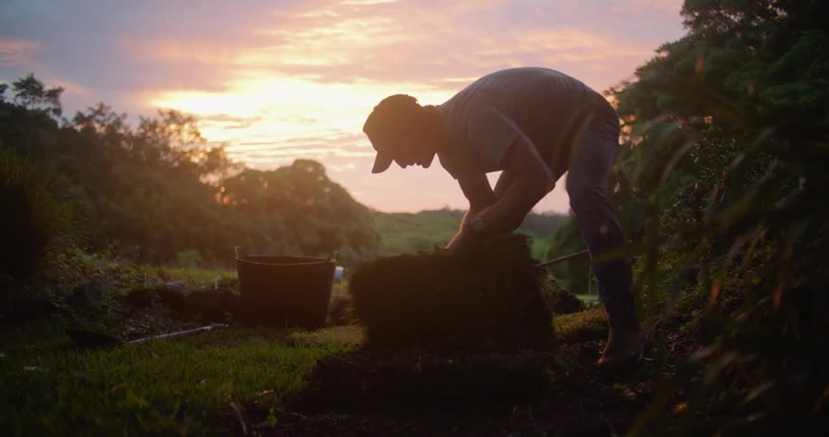 Man installs turf on lawn back lit by red sky