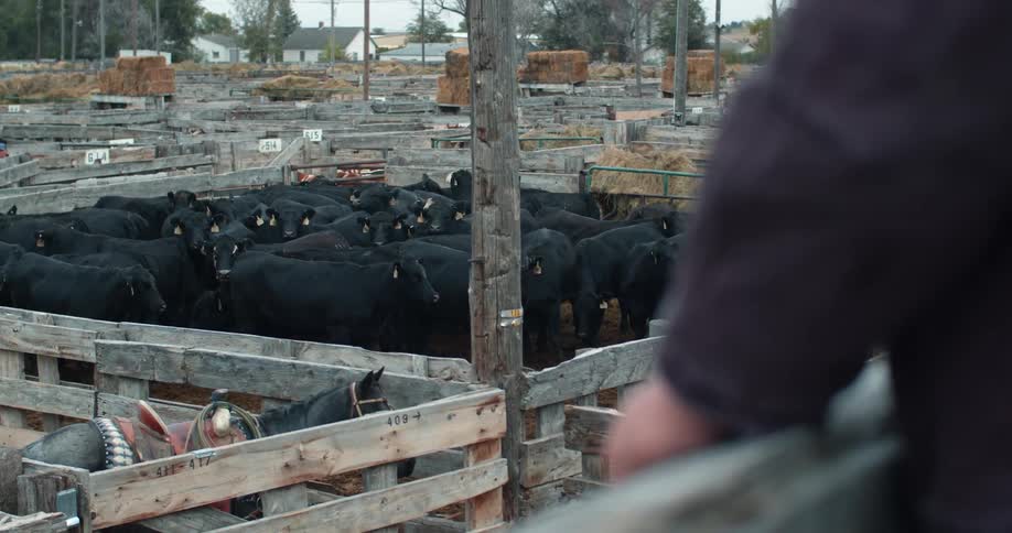 A person is looking out over a horse and cattle in a corral in a neighborhood