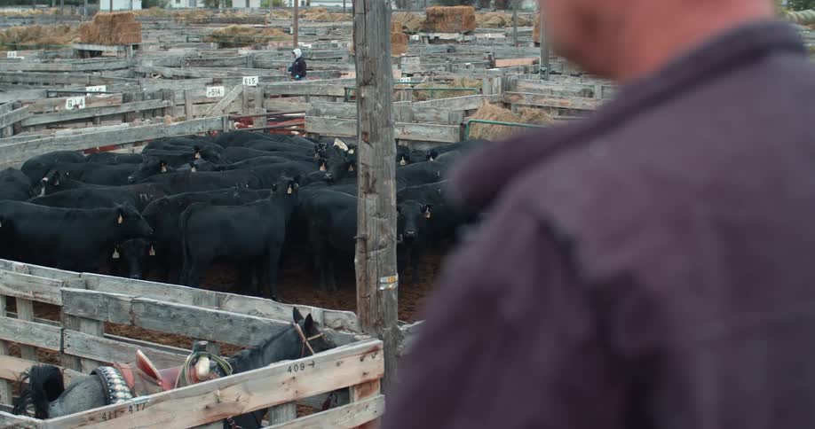 People watch over the cattle in the fences