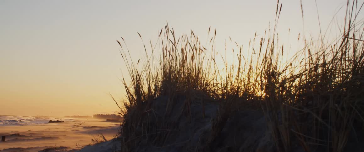Wind blows through tall grass and weeds along the shore