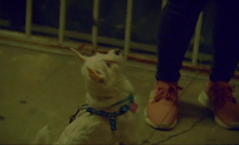 A person and their dog standing outdoors