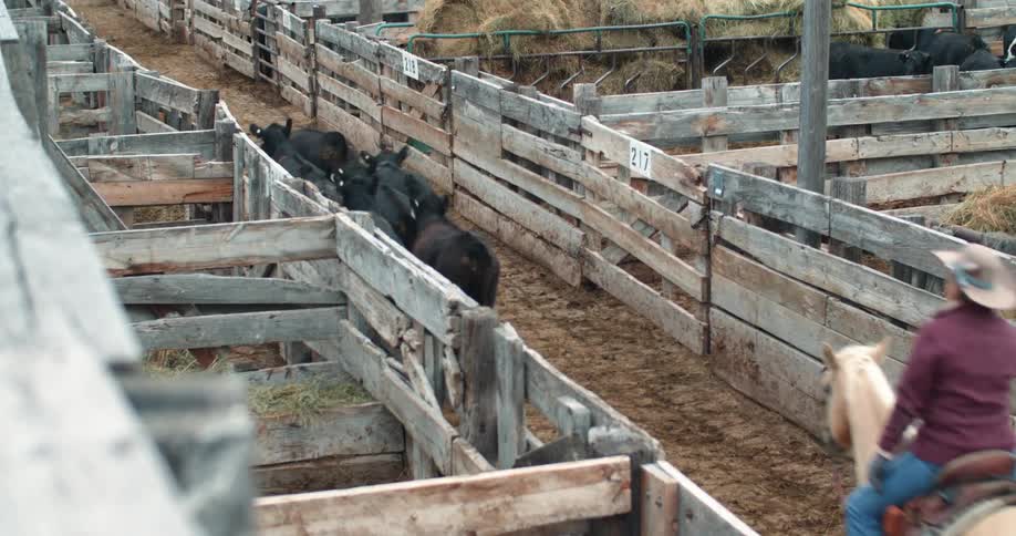 A cowboy is herding cattle in a corral fenced in area