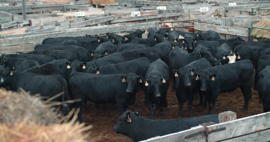 A group of cattle is in a caged area in spring