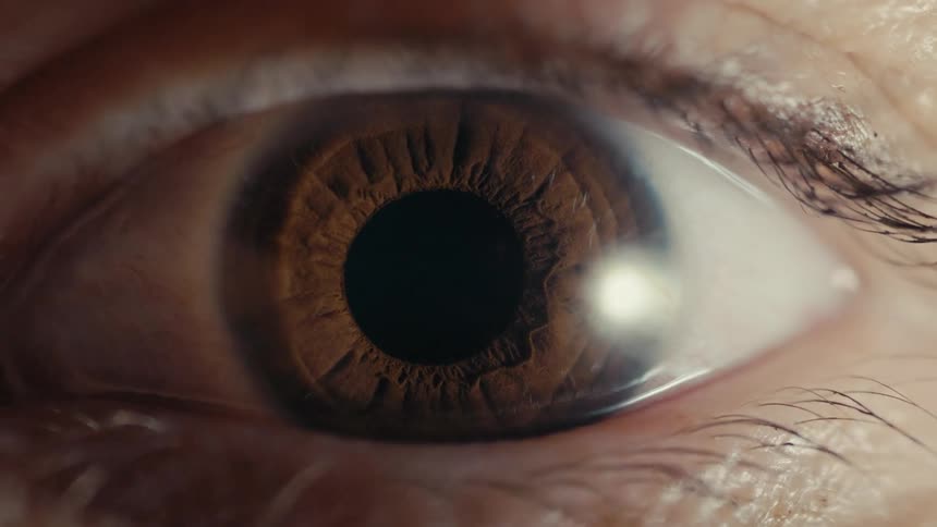 Pale brown eye blinks