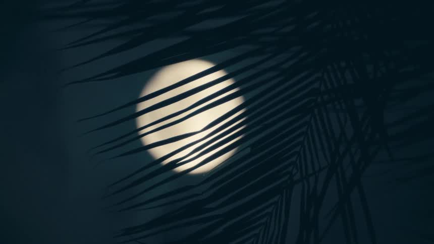 The full moon shines brightly through the leaves of a tree